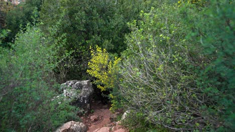 una toma de gimbal de un sendero en el norte de israel