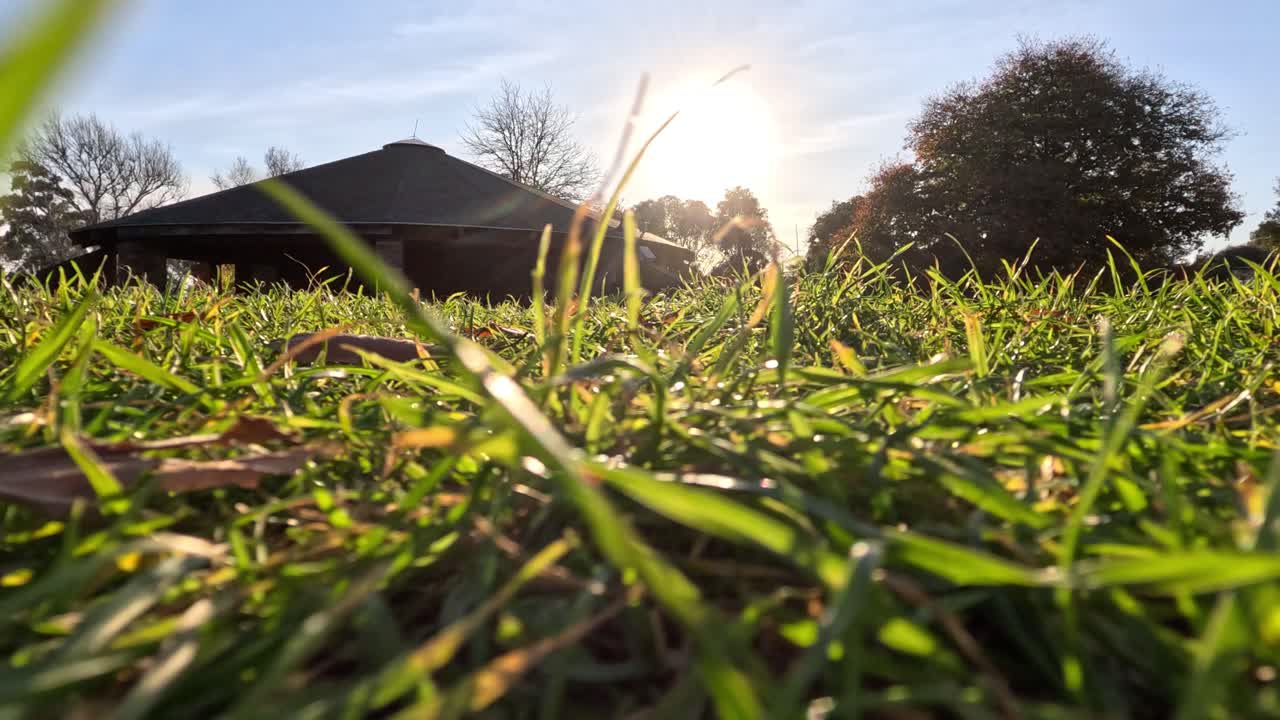 멜버른 동물원 에서 해가 뜨면서 빛나는 풀