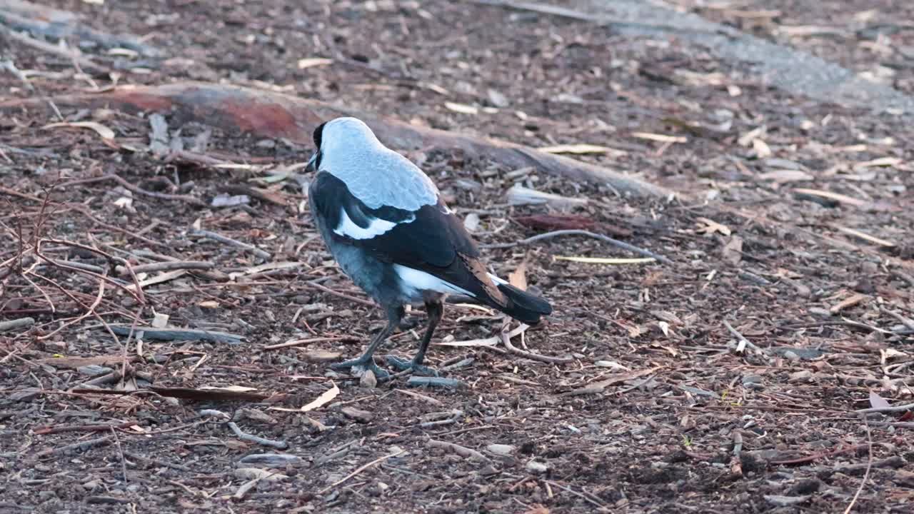 두 마그피가 멜버른 동물원에서 땅에서 음식을 찾고 있습니다. 평온한 야외 환경에서 자연스러운 행동을 보여줍니다.