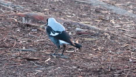 two magpies search for food on the ground at melbourne zoo, showcasing natural behavior in a serene outdoor setting
