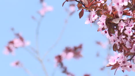 las flores de cerezo rosas en primavera