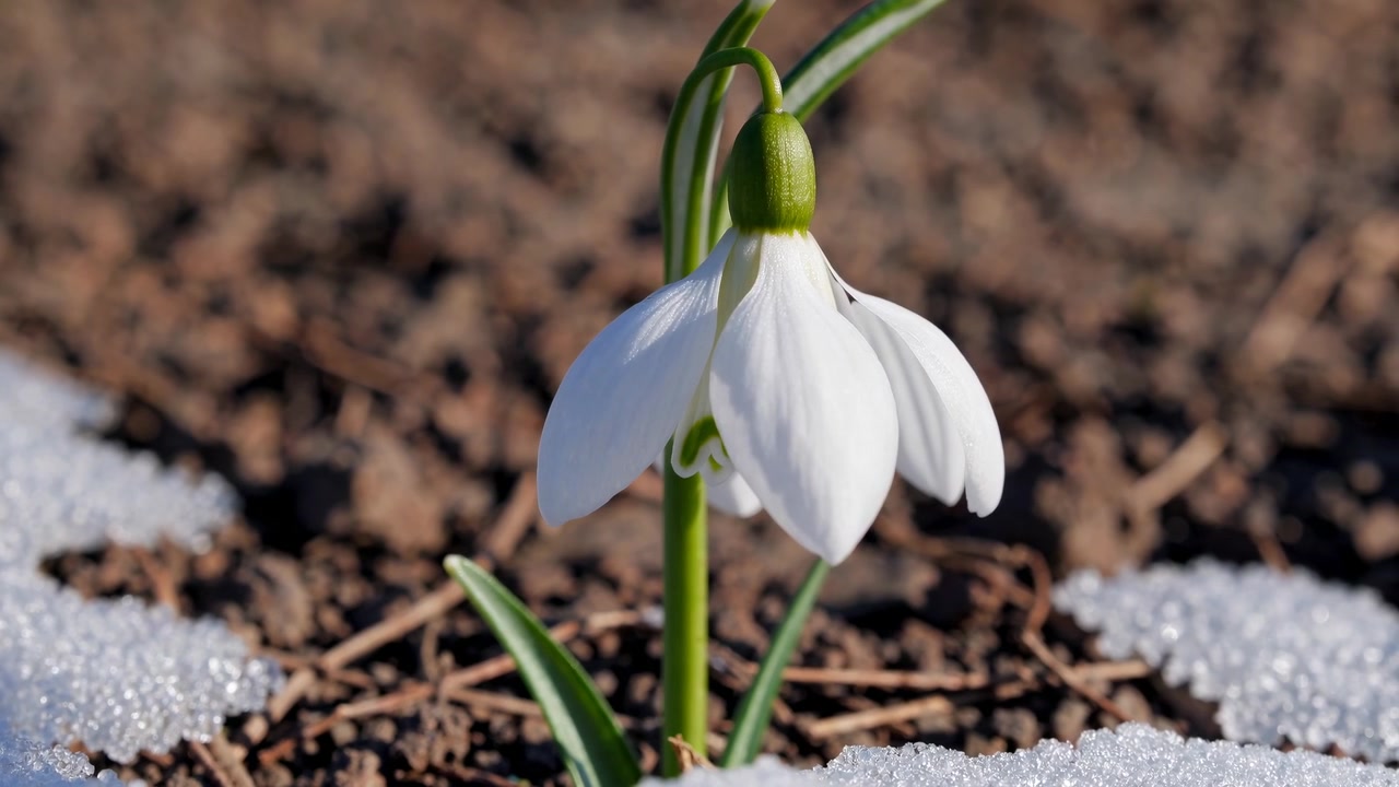 Primo piano di un delicato fiore di bucaneve bianco che sboccia nella neve di inizio primavera