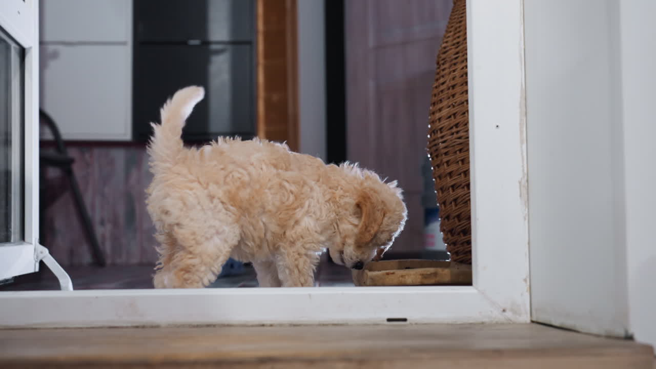 Small curly haired poodle puppy eating from shallow dish near open doorway, surrounded by white brick wall and wooden floor, turning head slightly with tail up in curious playful posture