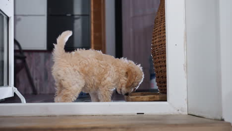small curly haired poodle puppy eating from shallow dish near open doorway, surrounded by white brick wall and wooden floor, turning head slightly with tail up in curious playful posture
