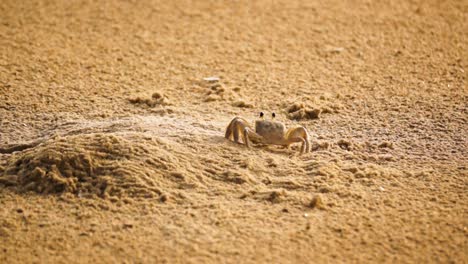 Sandkrabbe,-Die-Am-Strand-Entlang-Läuft