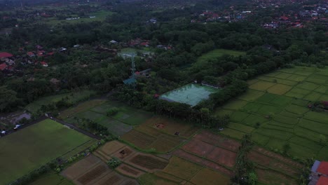 Drone-footage-flying-high-over-the-rice-paddy-fields-of-Ubud-in-Bali,-Indonesia