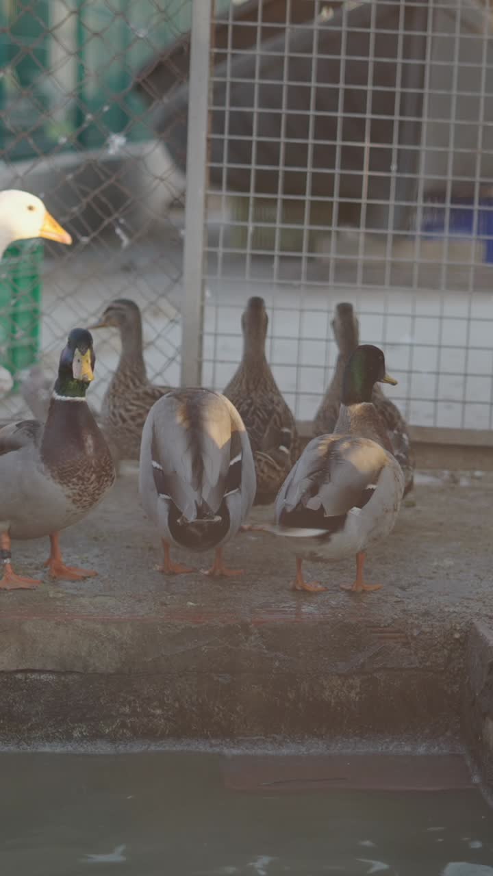 Grupo de patos-reais perto de um corpo d'água.