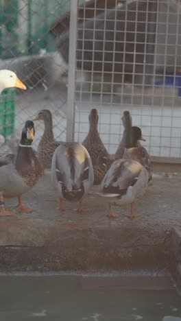 group of mallard ducks by a water source
