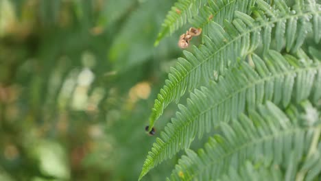 Lady-bird-walking-down-a-bracken-fern