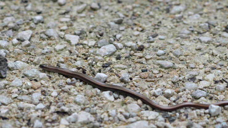 Macro following shot of Legless Lizard or Slow Worm crawling over rocky ground in nature
