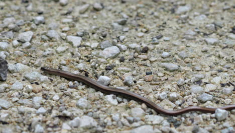 Macro-following-shot-of-Legless-Lizard-or-Slow-Worm-crawling-over-rocky-ground-in-nature