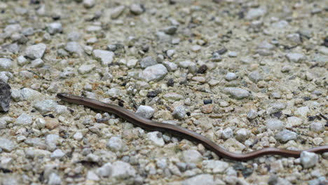 Macro-Siguiente-Toma-De-Lagarto-Sin-Piernas-O-Gusano-Lento-Arrastrándose-Sobre-Suelo-Rocoso-En-La-Naturaleza