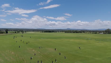 birds flying over a green field