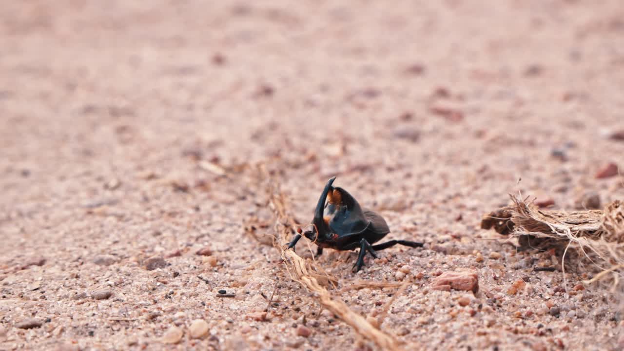 Close-up of a large horned rhinoceros beetle, a type of scarab, moving along a dusty path. The insect navigates the arid terrain