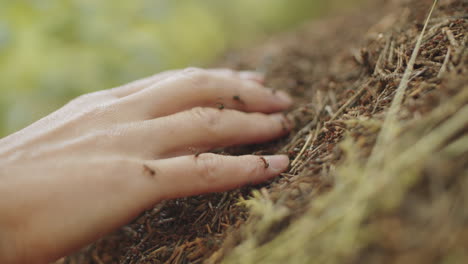 female hand touching ant hill