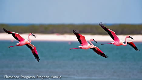 three pink flamingos flying over water