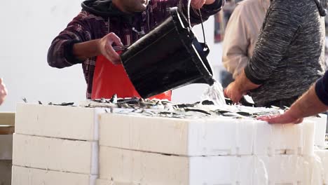 pescador vertiendo agua con un balde sobre cajas de pescado recién capturado