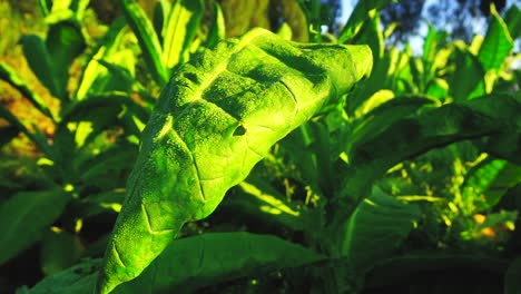 planta de tabaco en la plantación por la mañana con rayos de sol