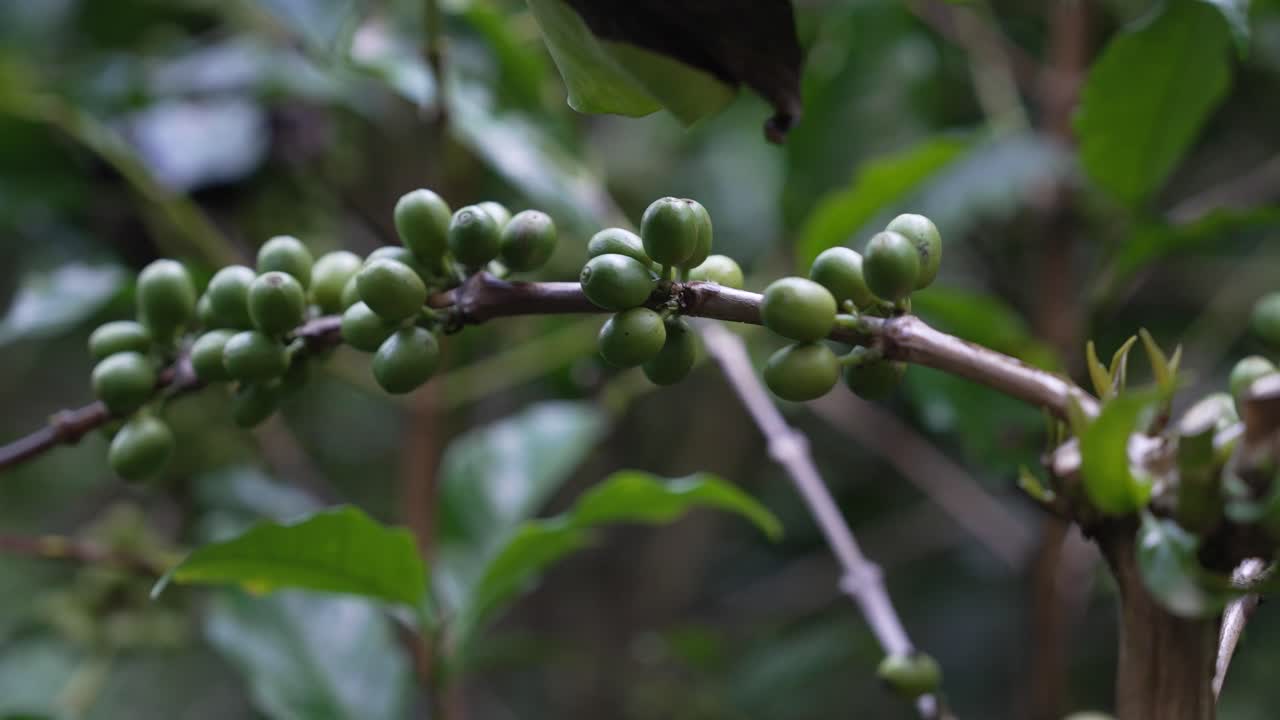 Ripe red and unripe green coffee cherries grow together on a branch in a tropical forest farm
