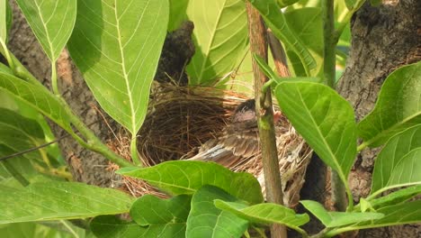 Polluelo-Bulbul-Rojo-Ventilado-En-El-Nido-