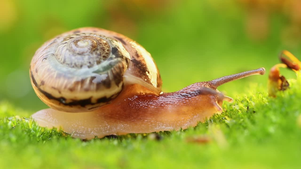 primer plano de un caracol que se arrastra lentamente en la luz del atardecer.