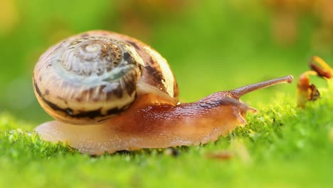 Close-up of a snail slowly creeping in the sunset sunlight.