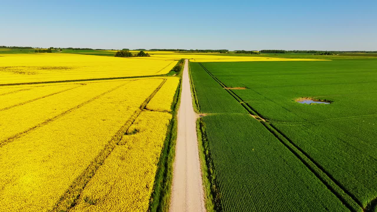 Yellow Rapeseed fields split by road captured in forward drone motion, Latvia