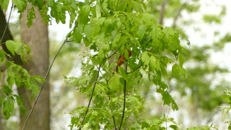 Cute bird with a woorm in it´s beak jumping between branches before flying away out of frame