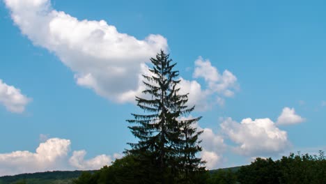 time lapse of clouds at summer behind a huge pine tree