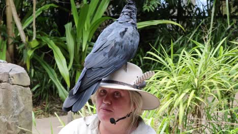 crow lands and perches on woman's hat outdoors