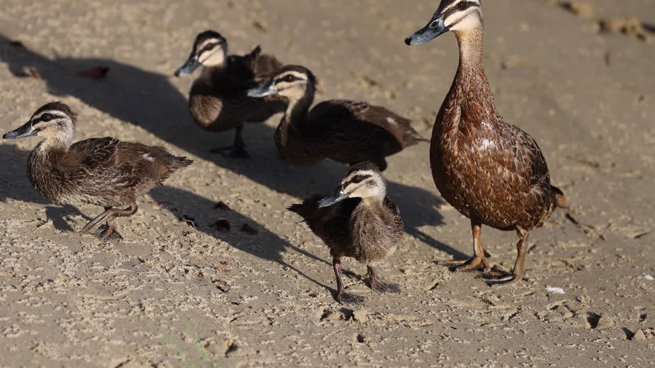 엄마 오리 는 오리 새끼 들 을 땅 을 가로질러 이끌고 있다