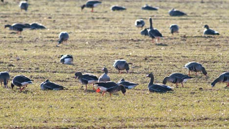 Una-Gran-Bandada-De-Gansos-Albifrones-De-Frente-Blanca-En-El-Campo-De-Trigo-De-Invierno-Durante-La-Migración-De-Primavera