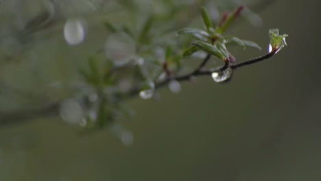 Regentropfen-Auf-Den-Ästen,-Nahaufnahme,-Totale