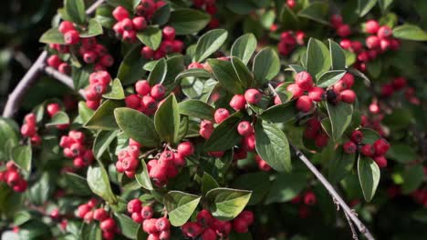 Reife-Rote-Weißdornbeeren-Auf-Grünen-Buschzweigen