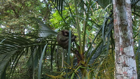 costa rican sloth from an elevated vantage point.