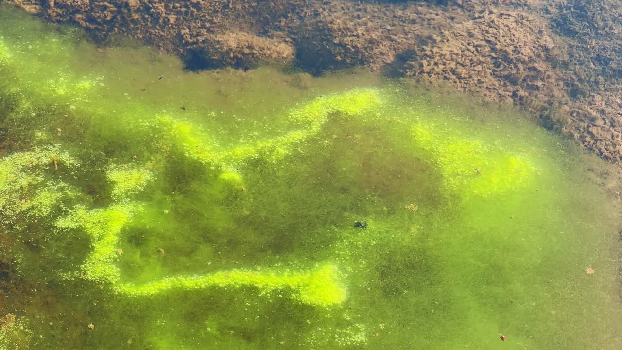 Primo piano statico di alghe verdi filamentose in acqua bassa che rilasciano bolle d'ossigeno visibili, gas intrappolato tra filamenti viscidi sopra pietre sommerse, acqua limpida che rivela l'attività fotosintetica.