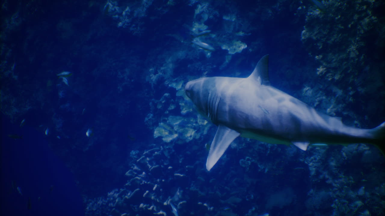 Encountering a shark swimming gracefully in deep ocean waters