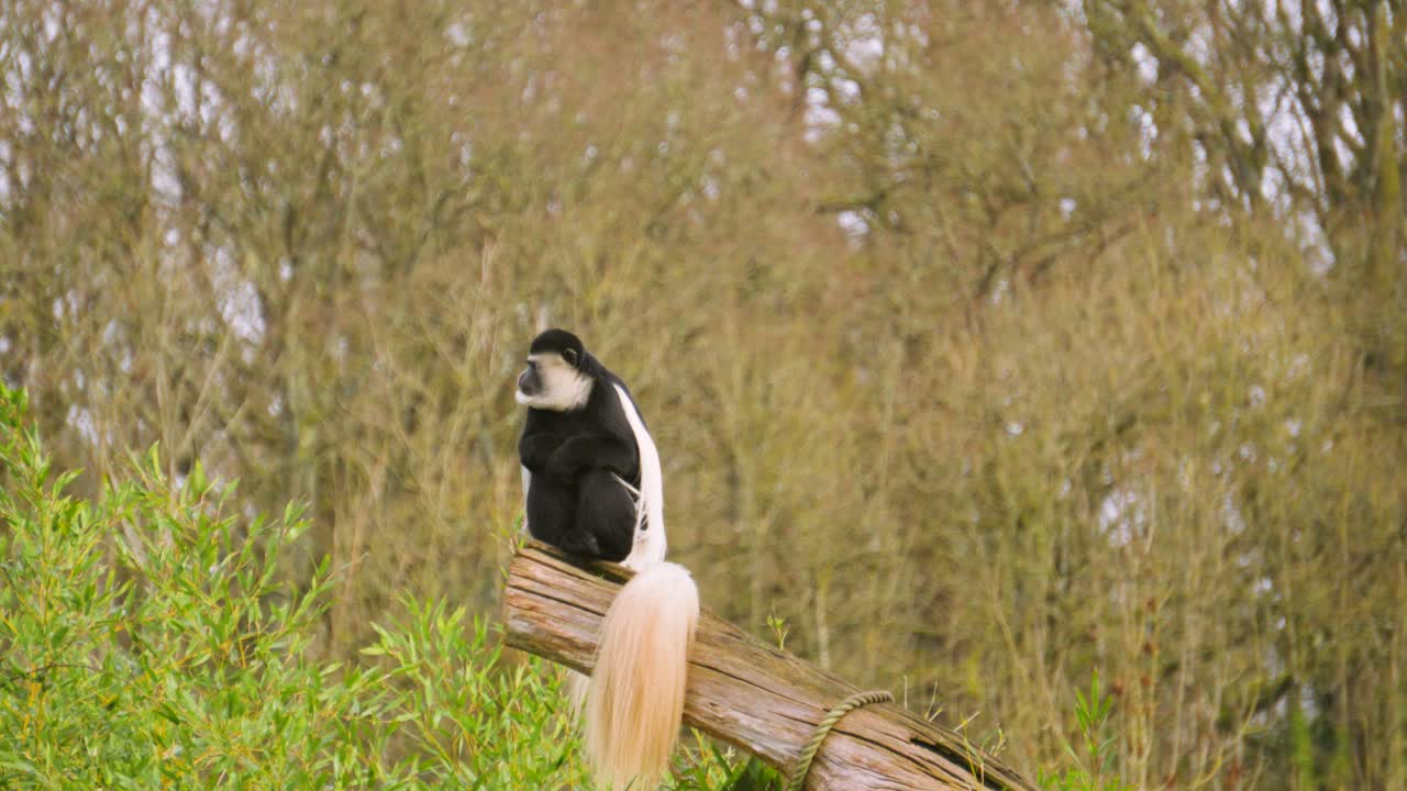 Scimmia Colobo bianconero che osserva il paesaggio su un albero al rallentatore mentre la telecamera la segue. Ideale per video sulla fauna selvatica africana, il comportamento dei primati e gli impatti del cambiamento climatico.