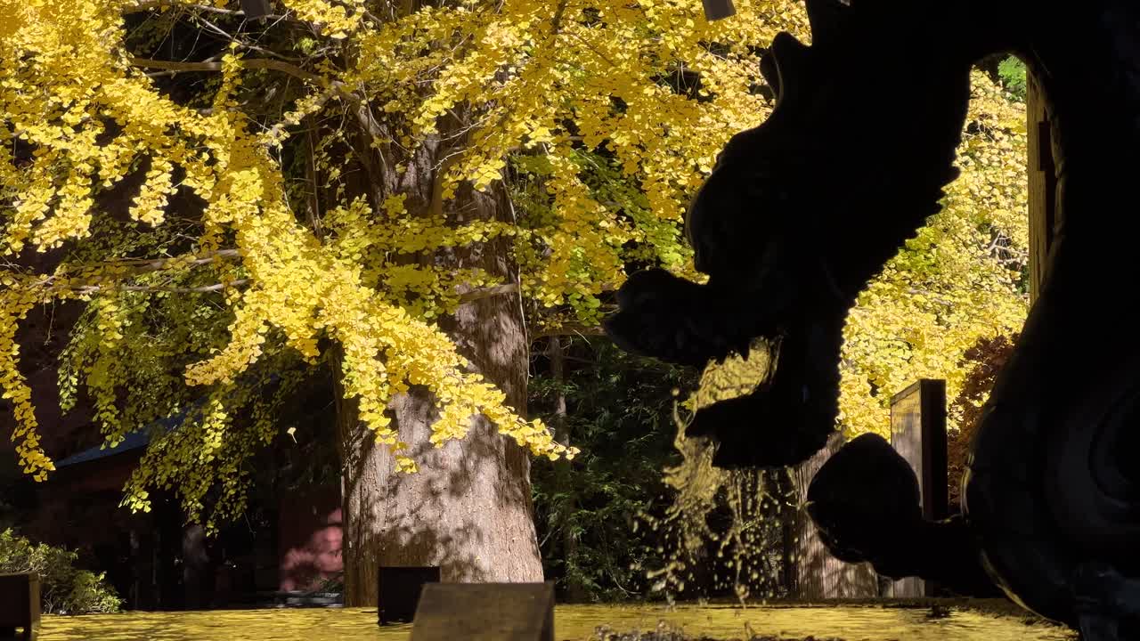 鮮やかな黄色の紅葉に彩られた日本の美しい龍の噴水。