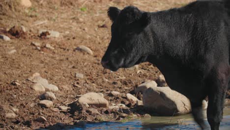 Cow-Walking-in-Reservoir,-Cows-Swimming-in-Colorado-Landscape