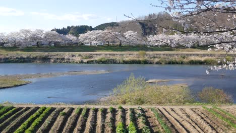 Vista-Natural-Del-Paisaje-En-El-Lado-Del-Río--río-Shiroishi-bajo-Los-Cerezos-En-Flor-En-Pleno-Florecimiento-En-El-Día-Soleado-De-La-Temporada-De-Primavera-En-Sendai,-Japón