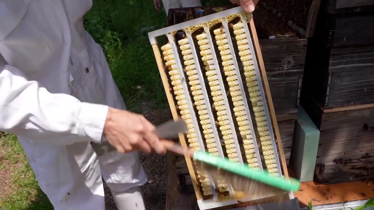 Man uses broom to chase bees out of honeycomb.
