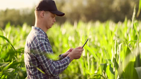 A-male-farmer-with-a-tablet-at-sunset-in-a-field-of-corn-examines-the-plants-and-using-the-application-controls-and-sends-for-analysis-data-on-the-successful-harvest.