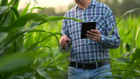 Middle-plan:-a-Male-farmer-with-a-tablet-computer-goes-to-the-camera-looking-at-plants-in-a-corn-field-and-presses-his-fingers-on-the-computer-screen.-Soncept-of-modern-farming-without-use-of-GMOs.