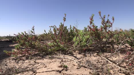 wildflowers in a light breeze set against the bright blue sky of western queensland.