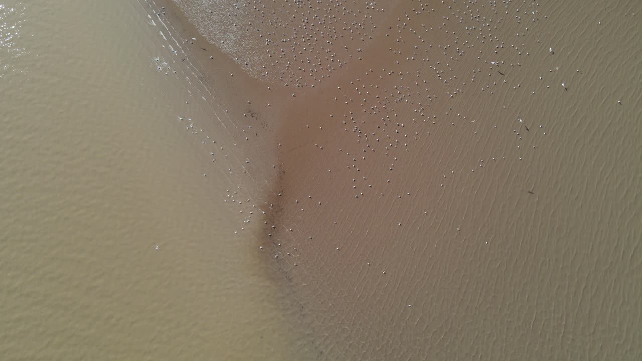 antena sobre aves migratorias blancas sentadas y volando sobre la costa de la playa