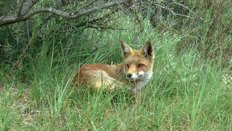 red fox looks around and hides in the tall grass