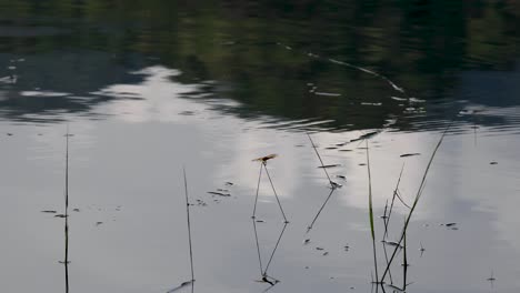 grass reeds growing on the surface of a lake in thailand