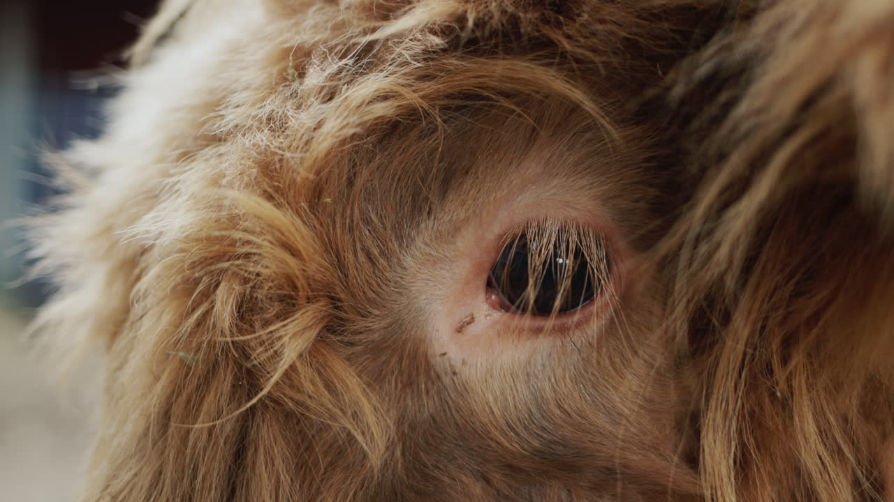 갈색 애완동물: 황소 머리, 곱슬 눈 계획