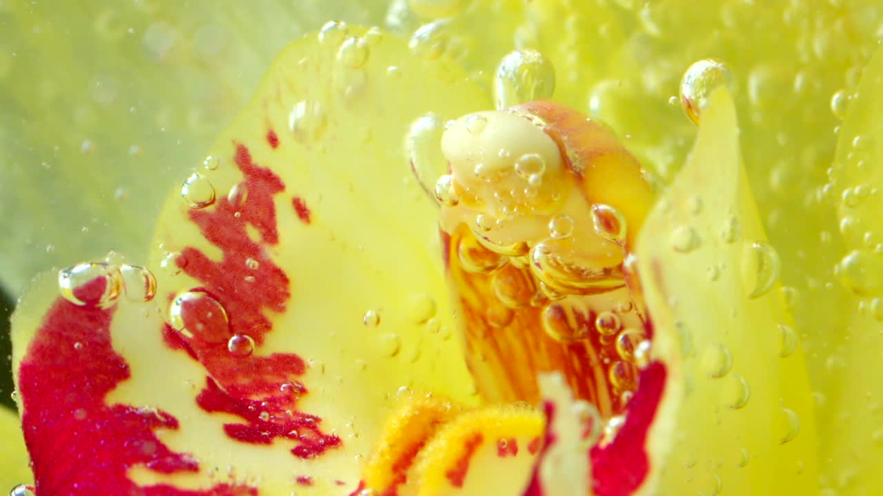 거품이있는 물에 노란 오키디